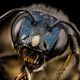 Bee Ceratina Monster. “Ceratinas occur world-wide and really have the color/form/sculpturing thing down. They are the definition of crispness and elegance in my book. Expect more to come. This one comes from another worn-torn part of the world, the Crimean peninsula, but, really, bees, the study of natural history, pretty neutral ground that all can appreciate. Haven’t figured out the species yet, but this is a big one. From Laurence Packer’s Lab.”